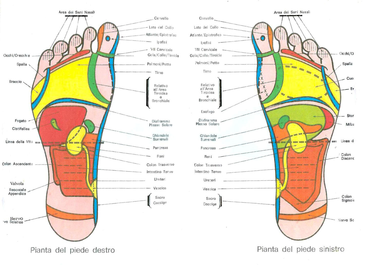 Riflessologia